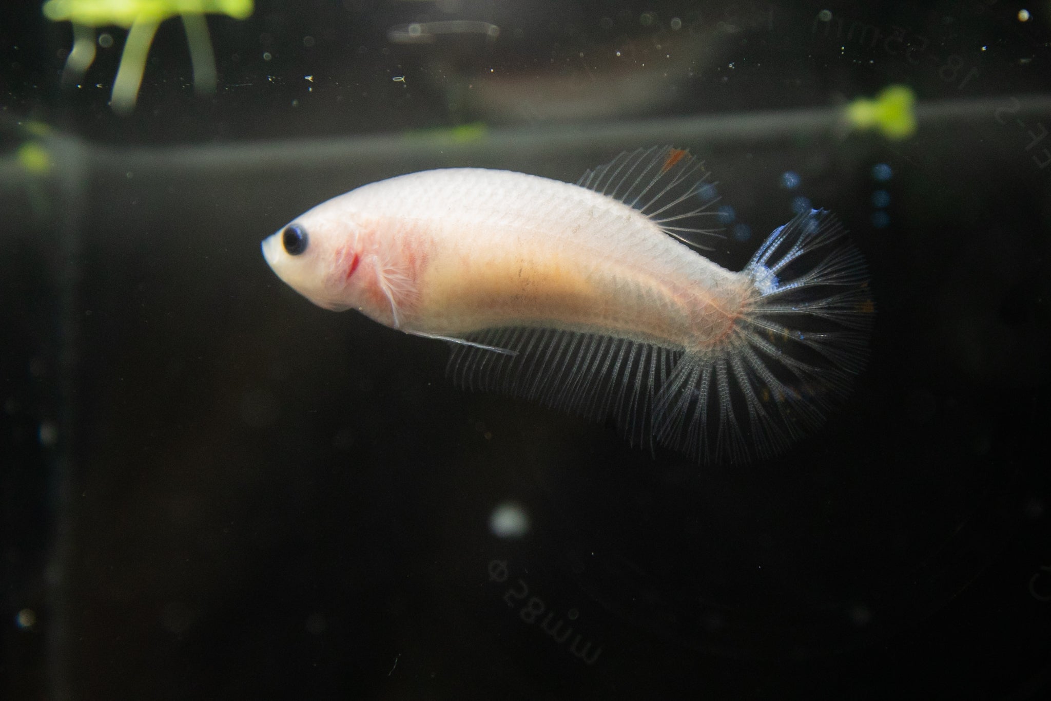 Marble Female Betta, Cellophane/Marble