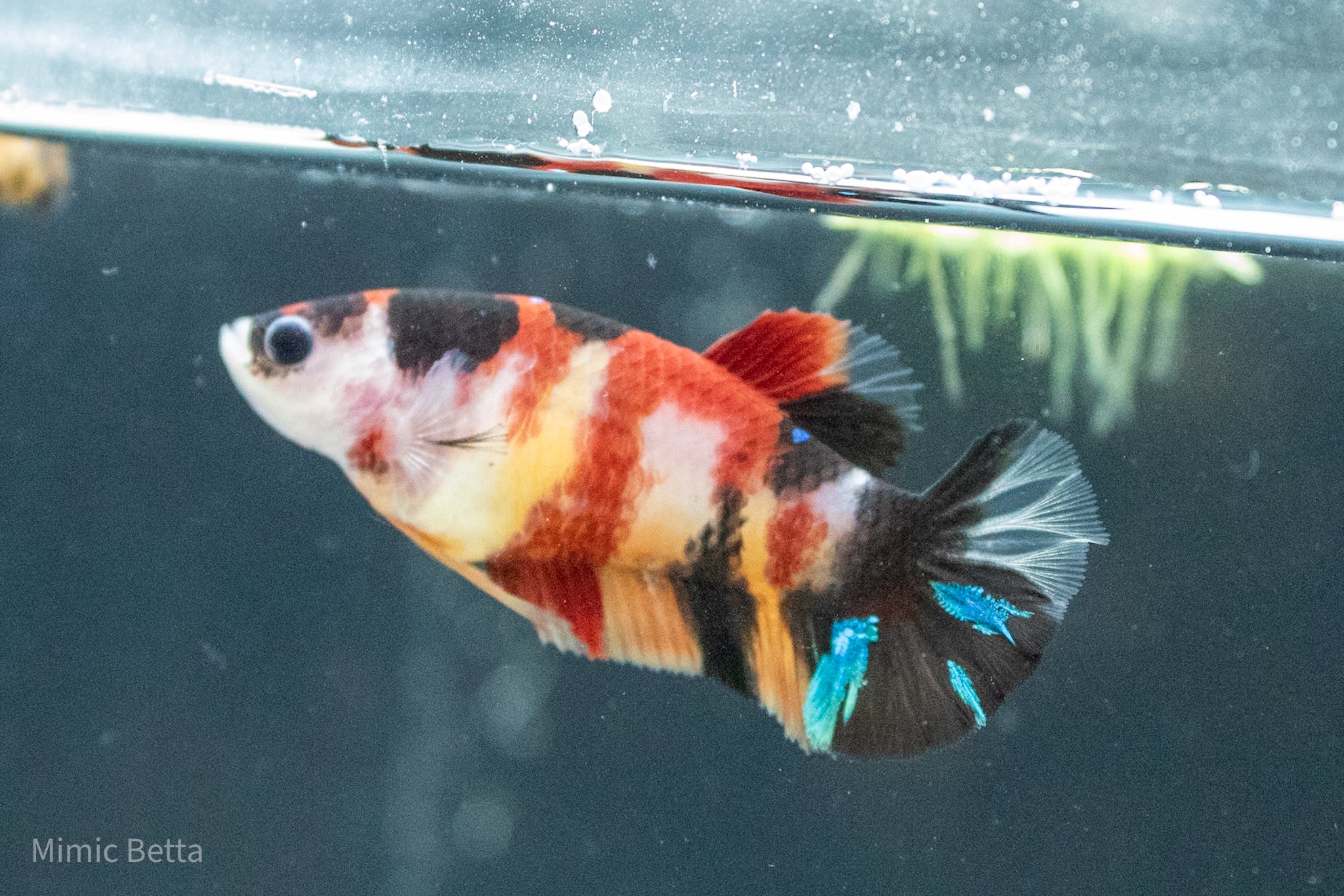 FEMALE HMPK GALAXY KOI BETTA | PREMIUM GRADE BREEDER OR SORORITY | USA BRED