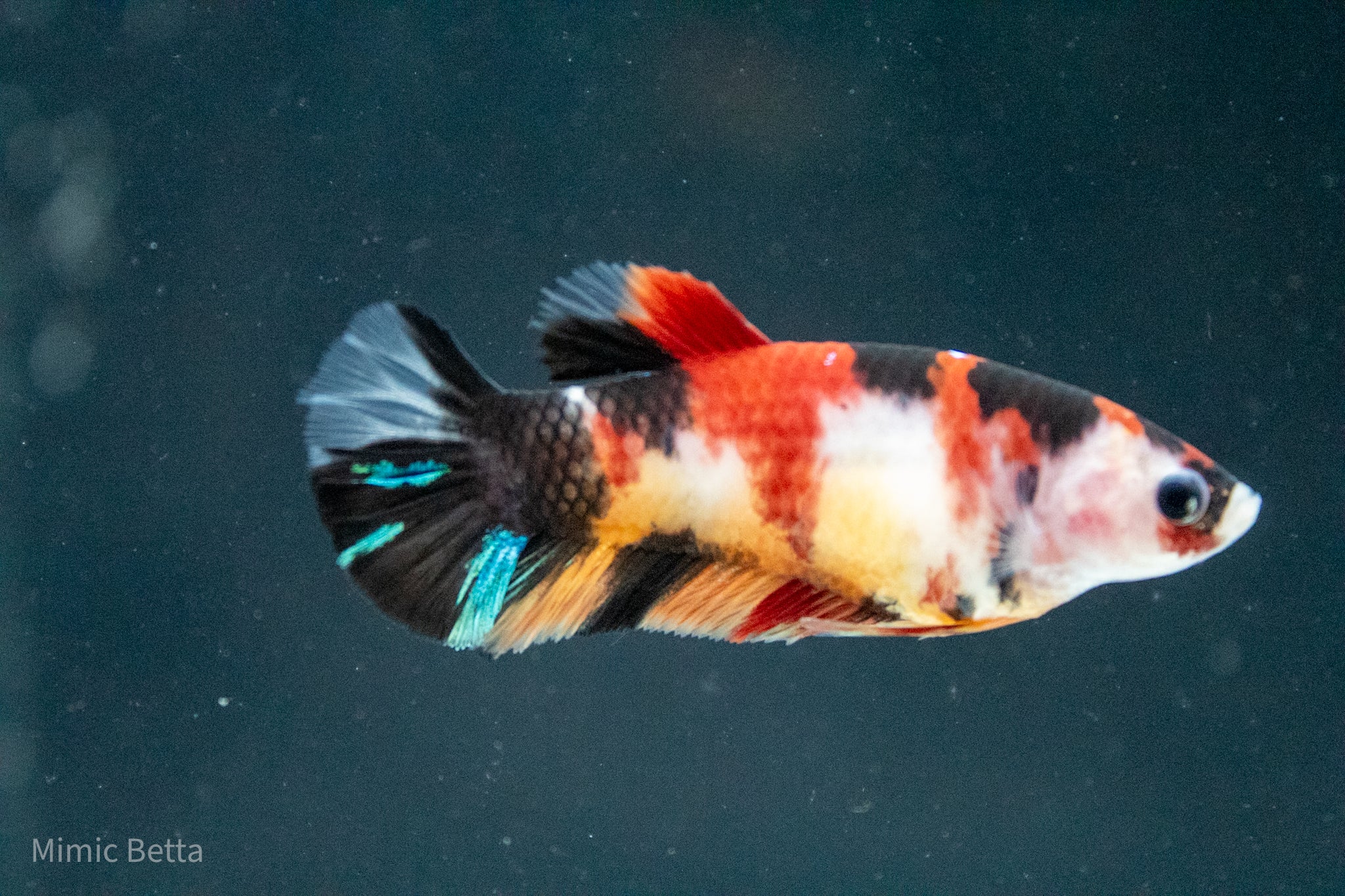 FEMALE HMPK GALAXY KOI BETTA | PREMIUM GRADE BREEDER OR SORORITY | USA BRED