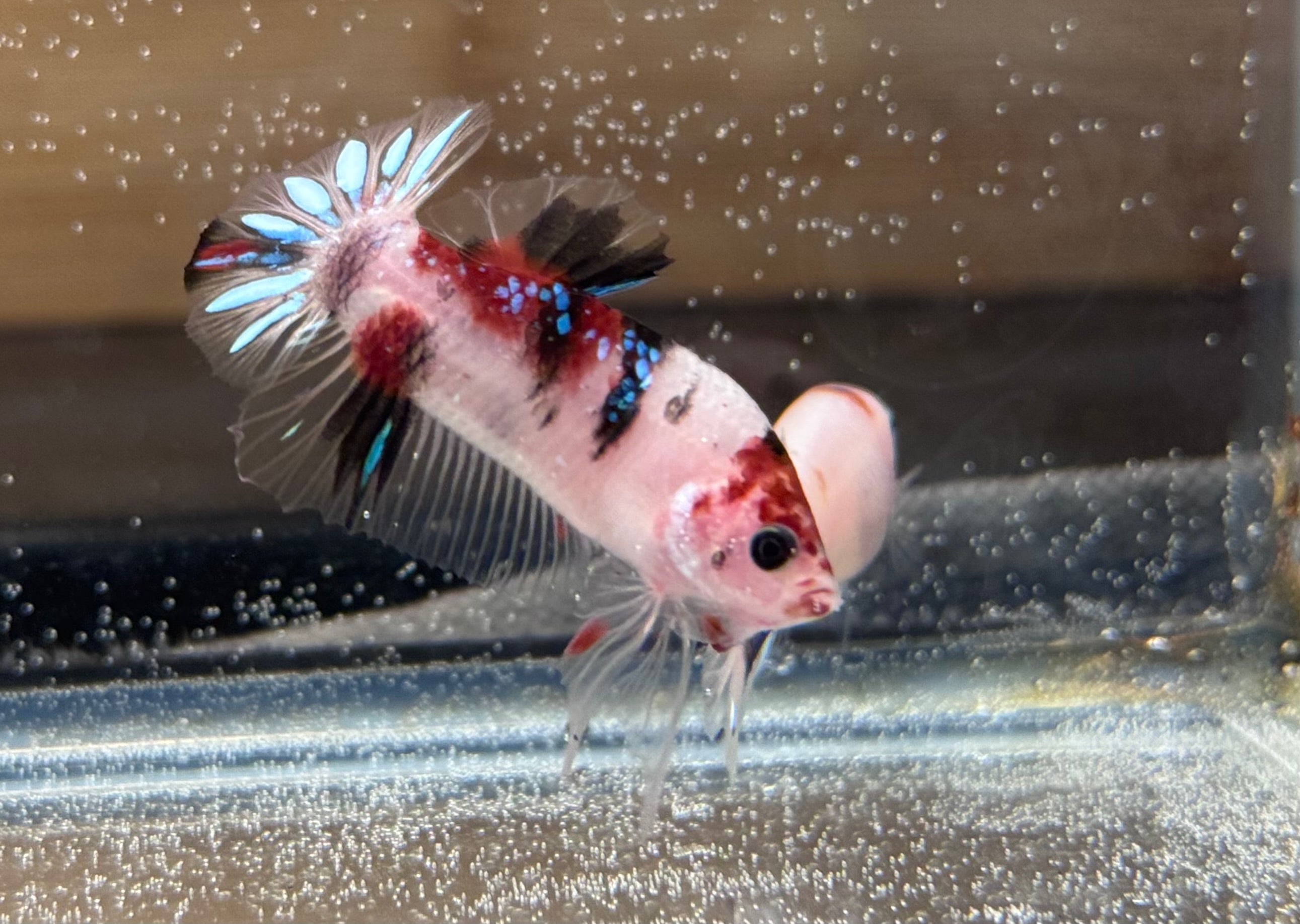 Breeder grade multicolored male galaxy koi Betta 17 weeks old