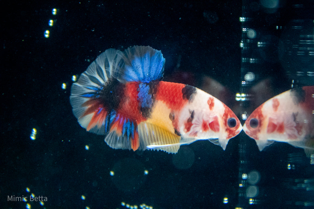 Multicolored Male HMPK Galaxy Koi Betta 17 Weeks old