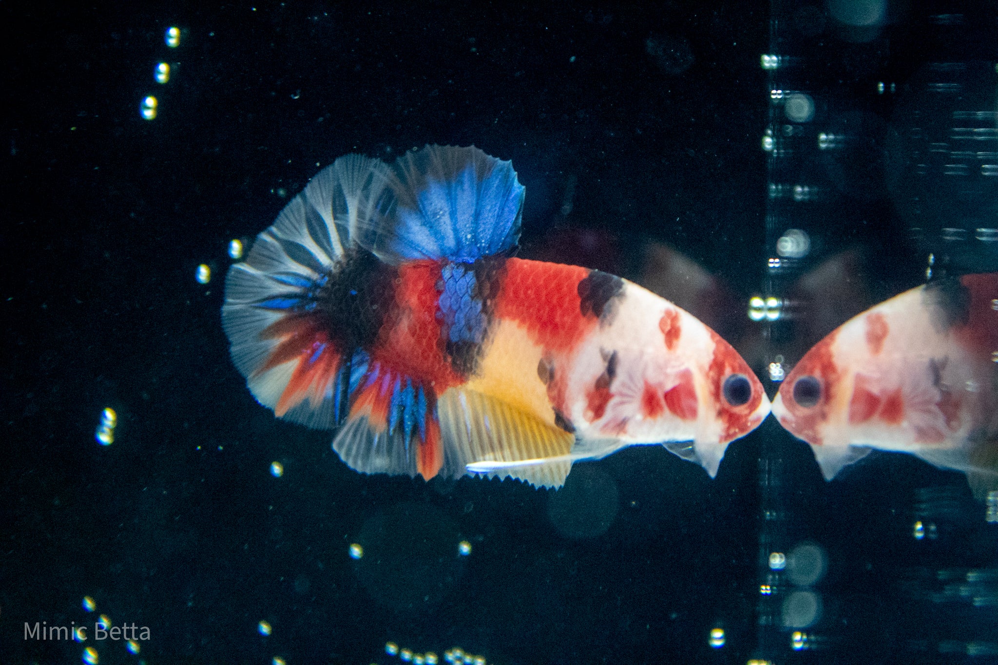 Multicolored Male HMPK Galaxy Koi Betta 17 Weeks old