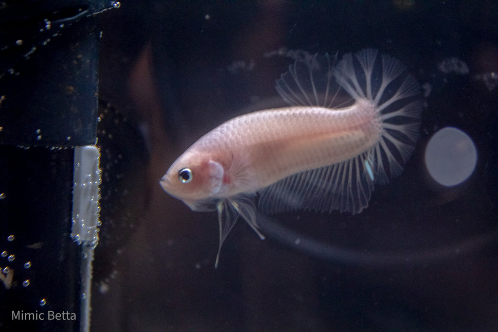 CELLOPHANE / WHITE / PINK | HMPK HALFMOON PLAKAT MALE BETTA FISH | PREMIUM GRADE BREEDER QUALITY | USA BRED
