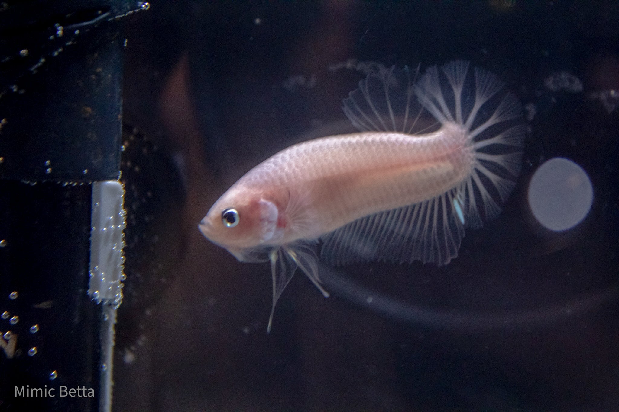 CELLOPHANE / WHITE / PINK | HMPK HALFMOON PLAKAT MALE BETTA FISH | PREMIUM GRADE BREEDER QUALITY | USA BRED
