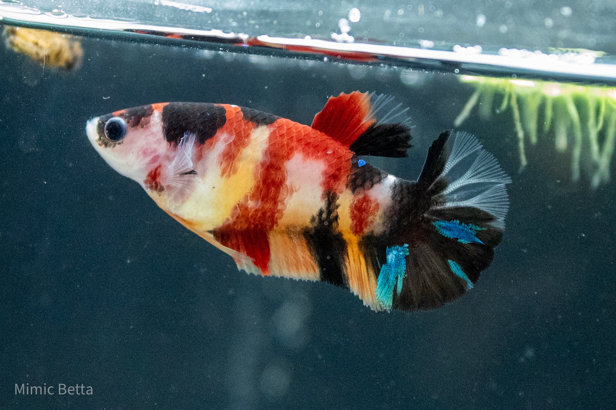 FEMALE HMPK GALAXY KOI BETTA | PREMIUM GRADE BREEDER OR SORORITY | USA BRED