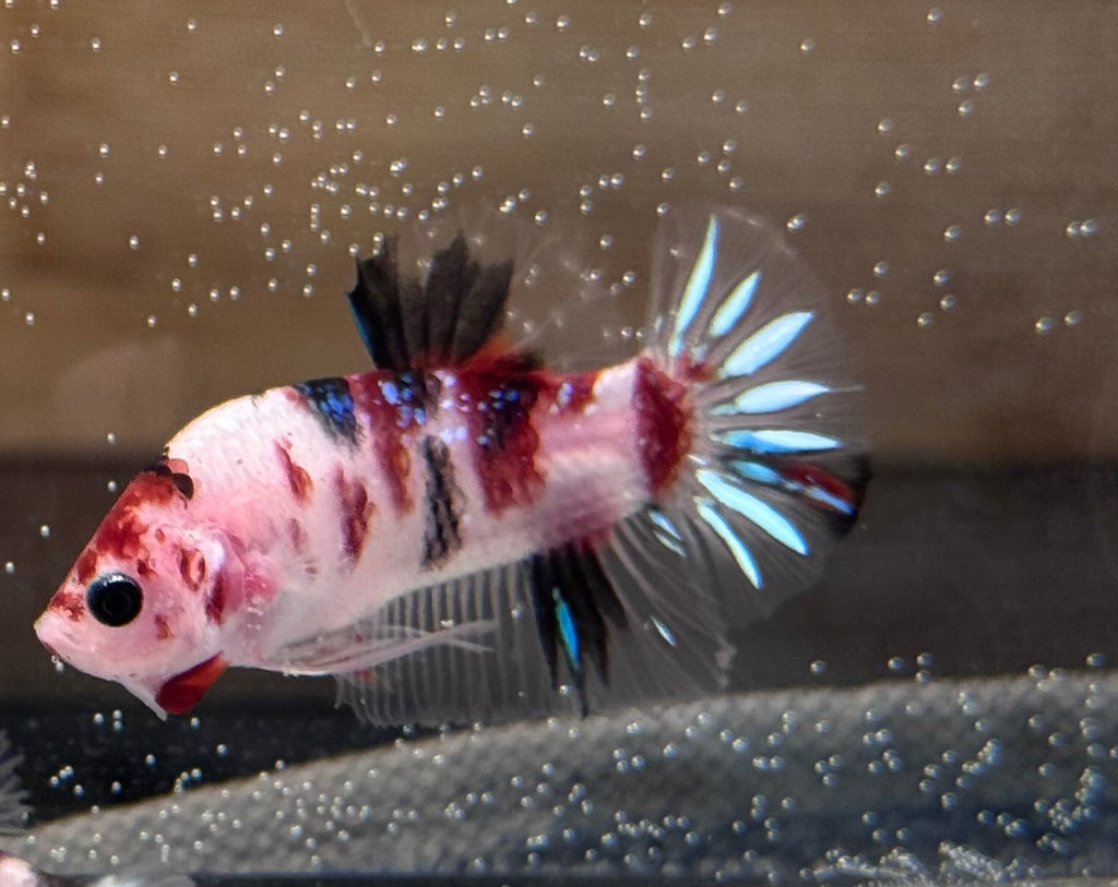 Breeder grade multicolored male galaxy koi Betta 17 weeks old