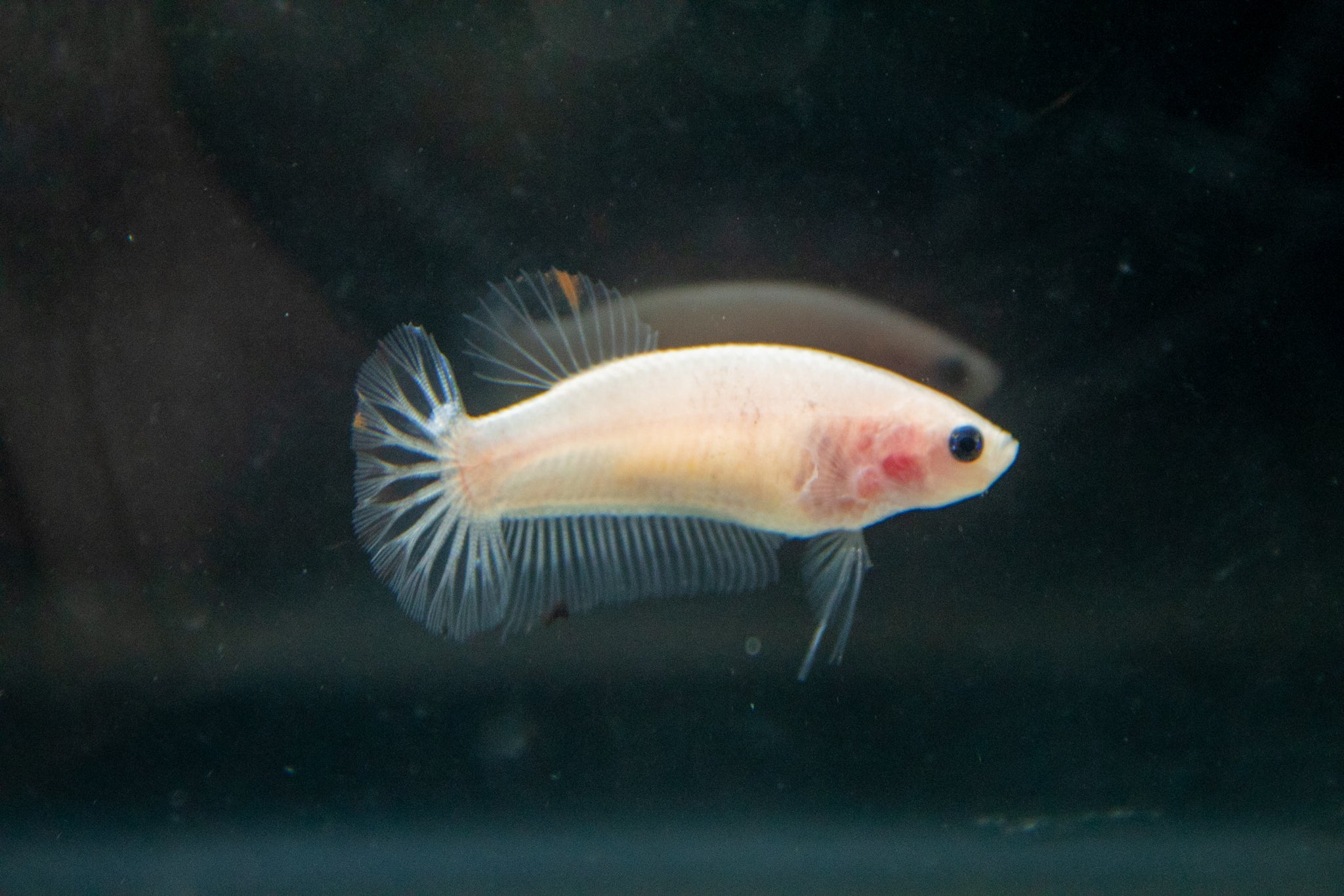 Marble Female Betta, Cellophane/Marble