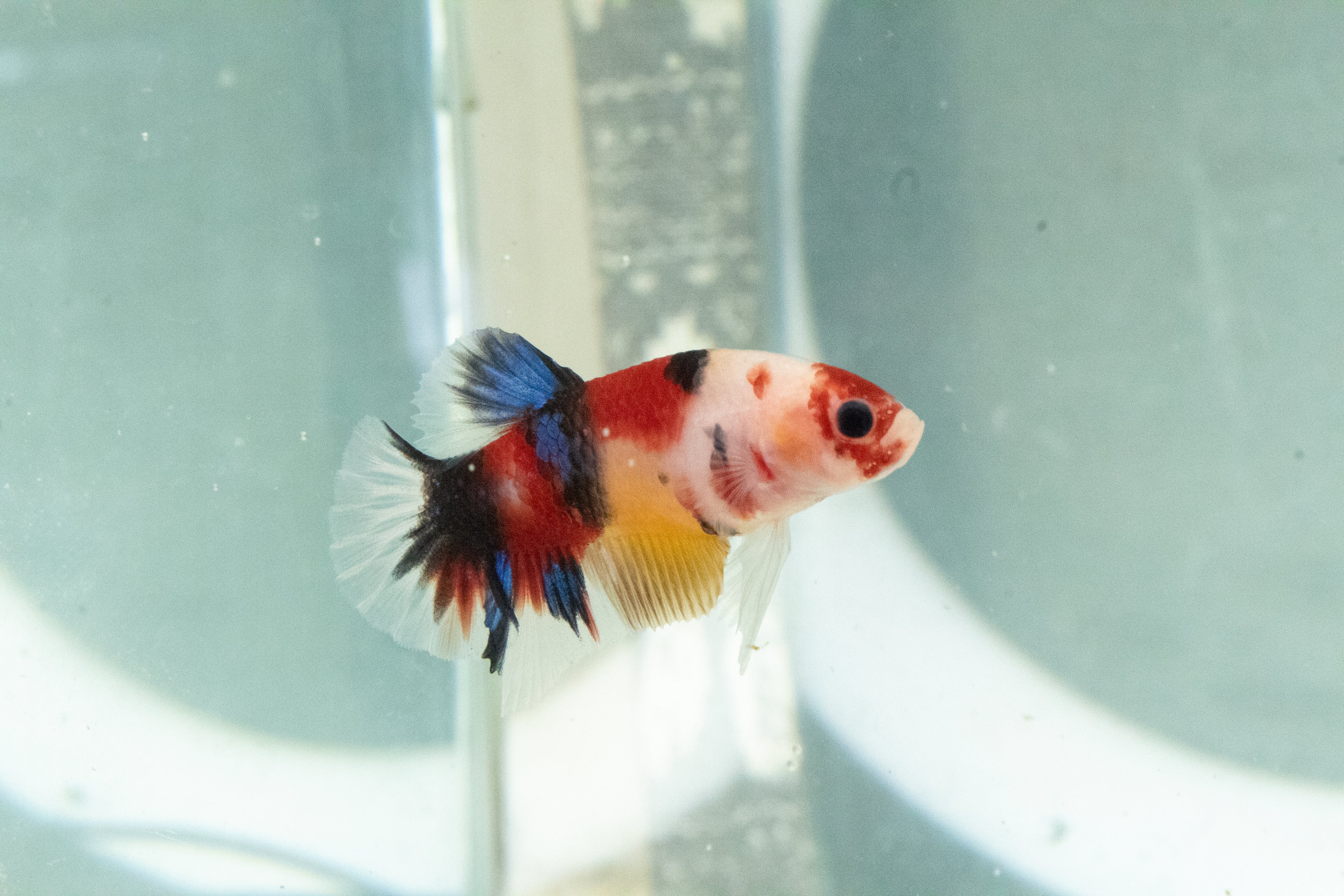 Multicolored Male HMPK Galaxy Koi Betta 17 Weeks old