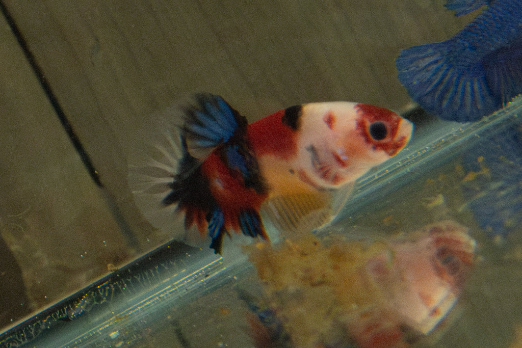 Multicolored Male HMPK Galaxy Koi Betta 17 Weeks old