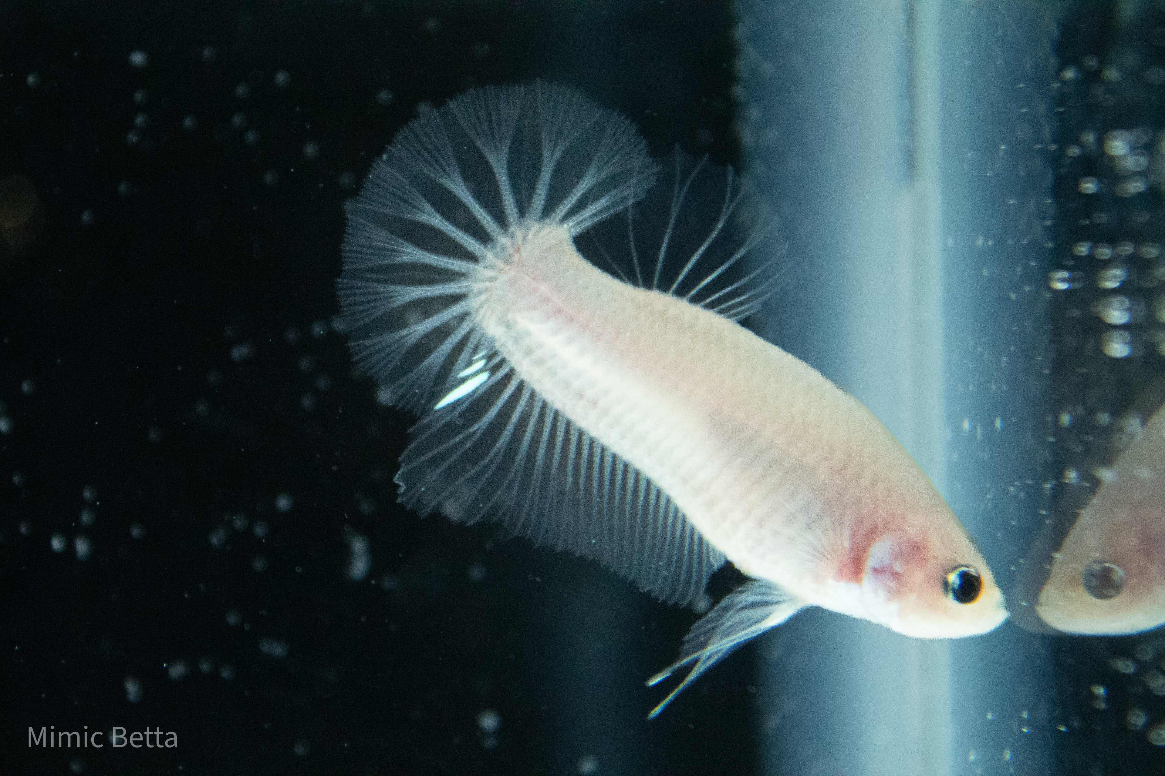 CELLOPHANE / WHITE / PINK | HMPK HALFMOON PLAKAT MALE BETTA FISH | PREMIUM GRADE BREEDER QUALITY | USA BRED