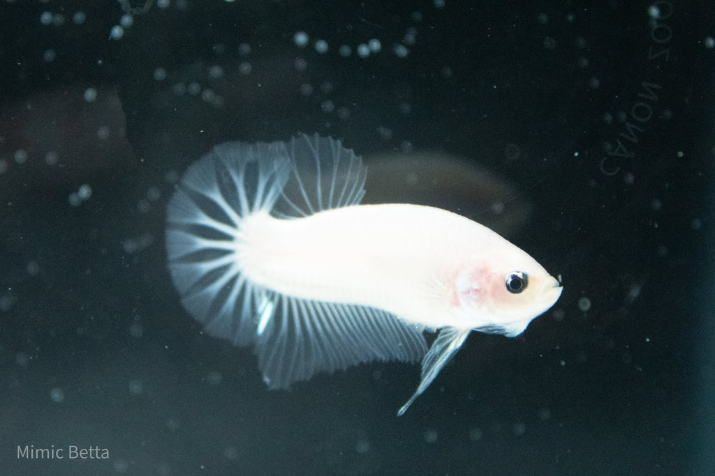 CELLOPHANE / WHITE / PINK | HMPK HALFMOON PLAKAT MALE BETTA FISH | PREMIUM GRADE BREEDER QUALITY | USA BRED