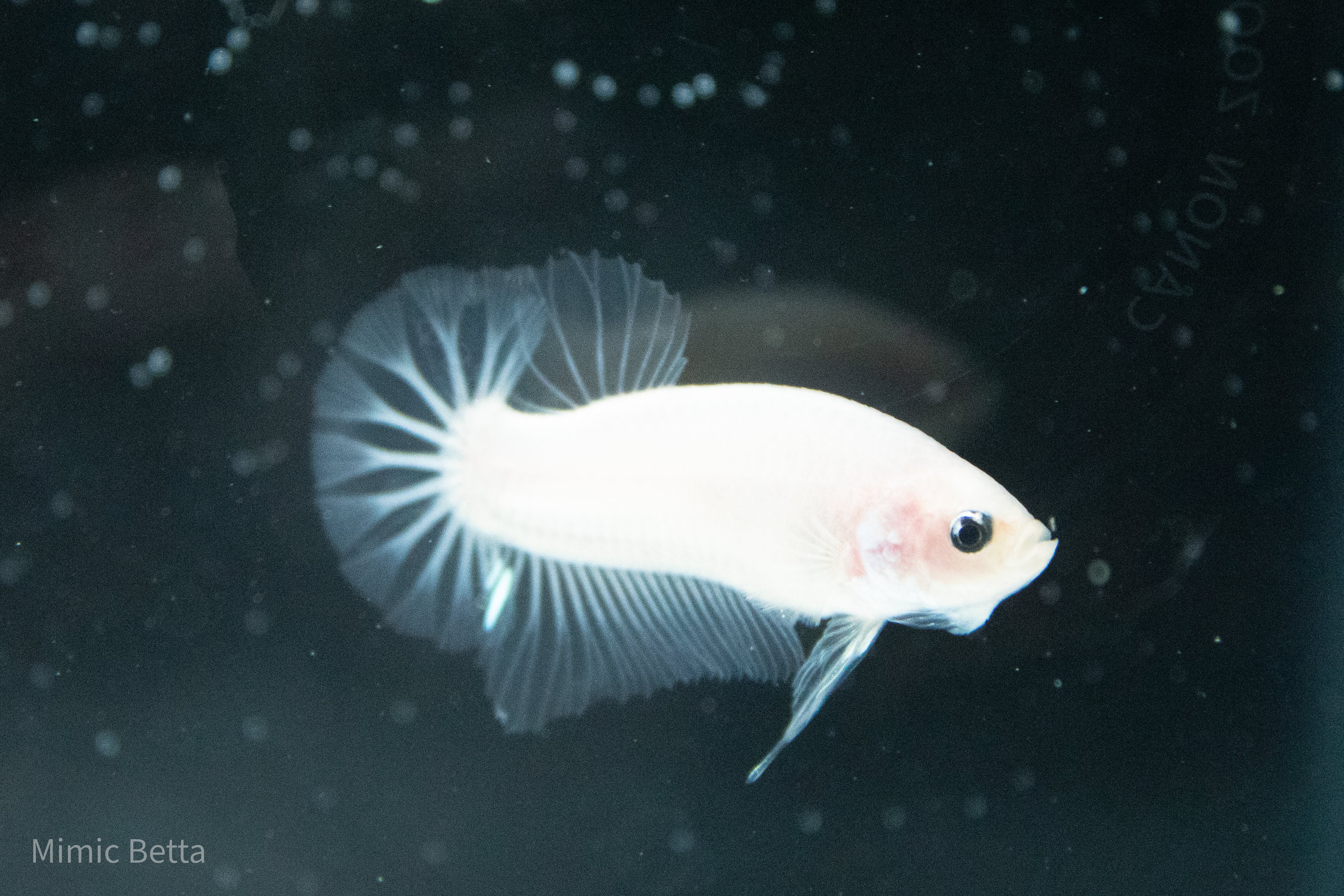 CELLOPHANE / WHITE / PINK | HMPK HALFMOON PLAKAT MALE BETTA FISH | PREMIUM GRADE BREEDER QUALITY | USA BRED