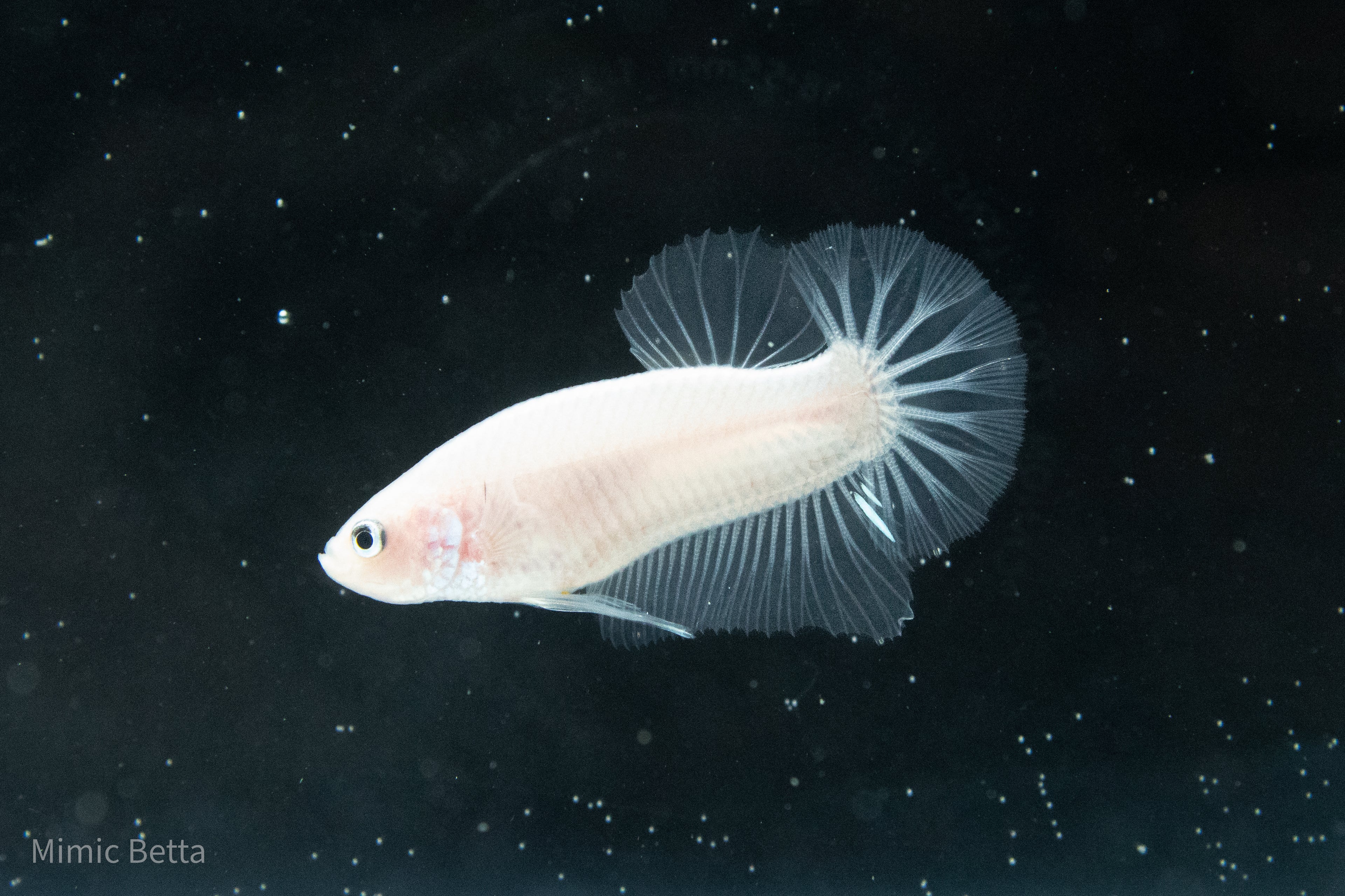 CELLOPHANE / WHITE / PINK | HMPK HALFMOON PLAKAT MALE BETTA FISH | PREMIUM GRADE BREEDER QUALITY | USA BRED