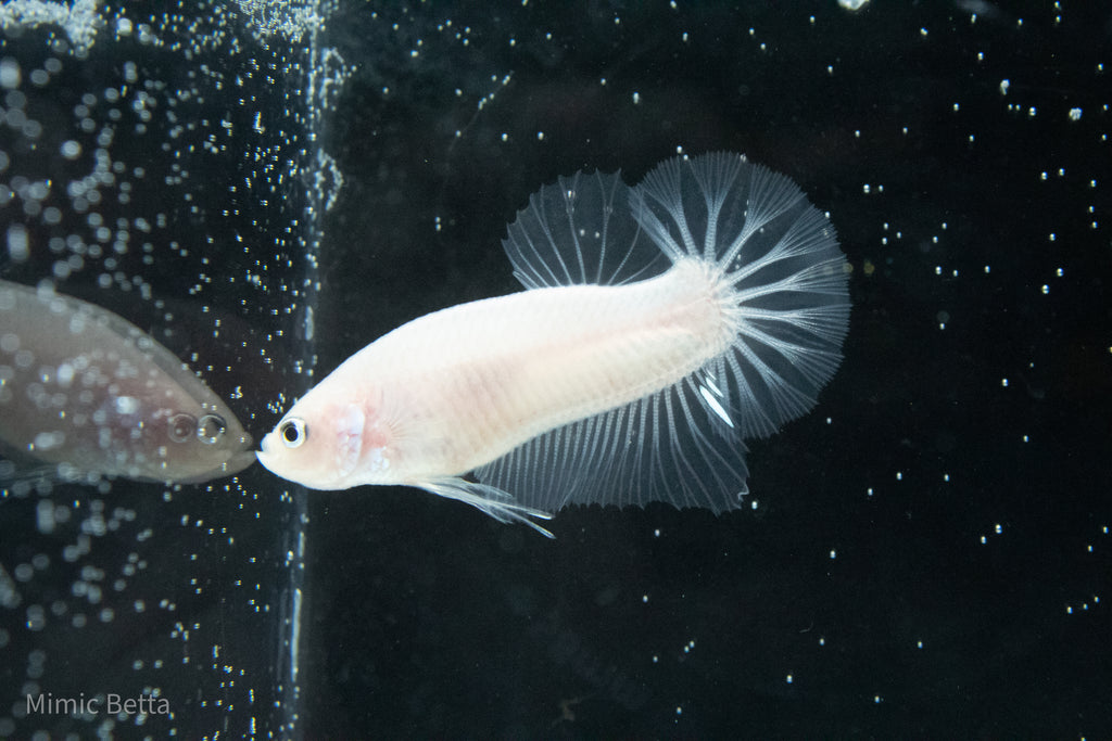 CELLOPHANE / WHITE / PINK | HMPK HALFMOON PLAKAT MALE BETTA FISH | PREMIUM GRADE BREEDER QUALITY | USA BRED