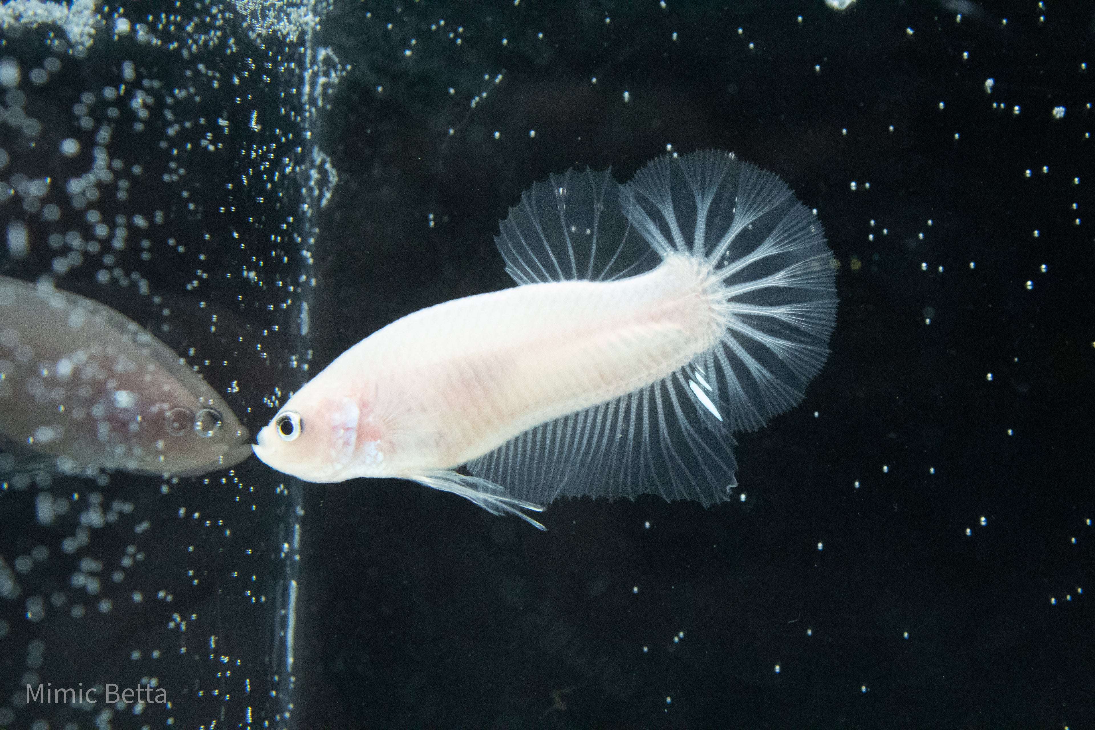 CELLOPHANE / WHITE / PINK | HMPK HALFMOON PLAKAT MALE BETTA FISH | PREMIUM GRADE BREEDER QUALITY | USA BRED