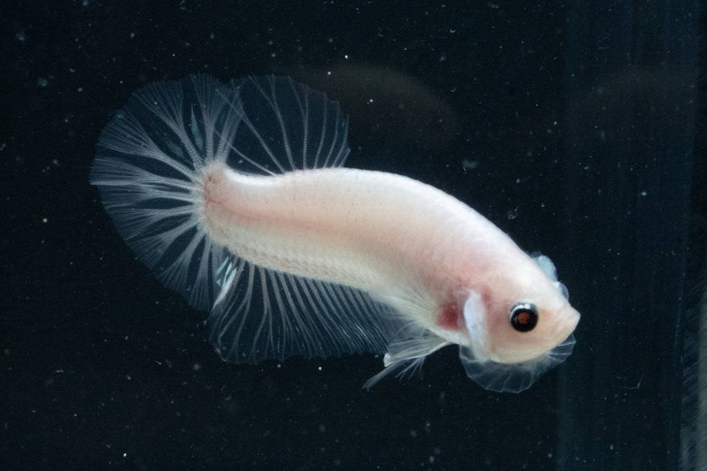 CELLOPHANE / WHITE / PINK | HMPK HALFMOON PLAKAT MALE BETTA FISH | PREMIUM GRADE BREEDER QUALITY | USA BRED