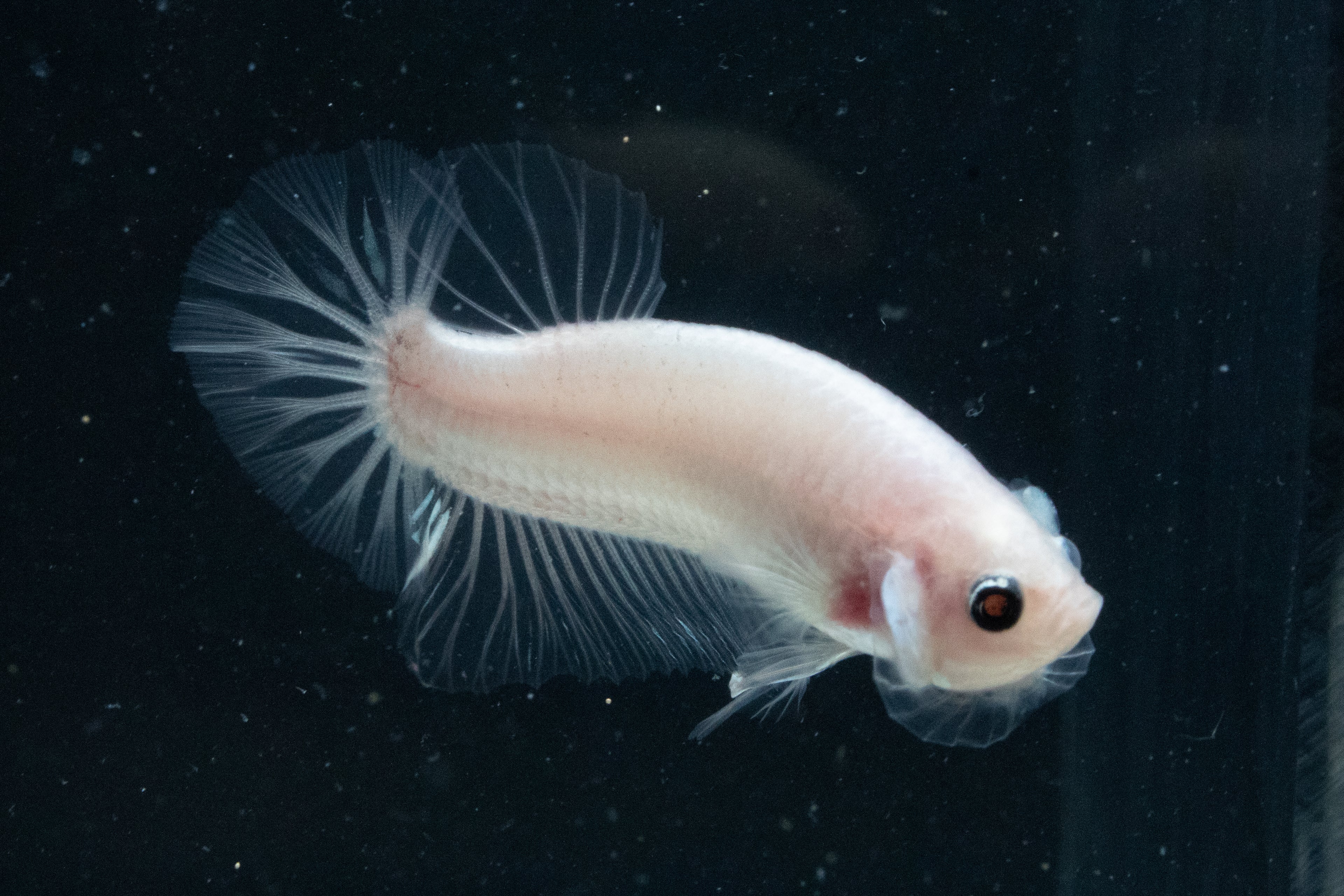 CELLOPHANE / WHITE / PINK | HMPK HALFMOON PLAKAT MALE BETTA FISH | PREMIUM GRADE BREEDER QUALITY | USA BRED