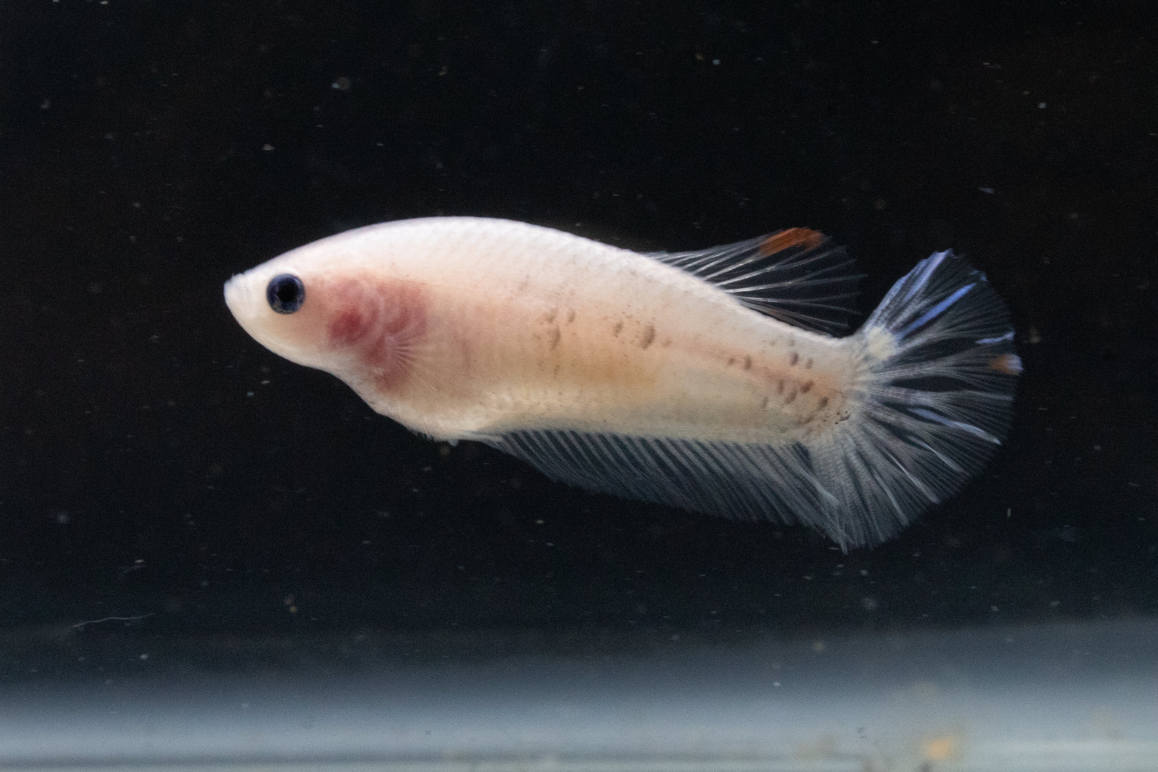 Marble Female Betta, Cellophane/Marble