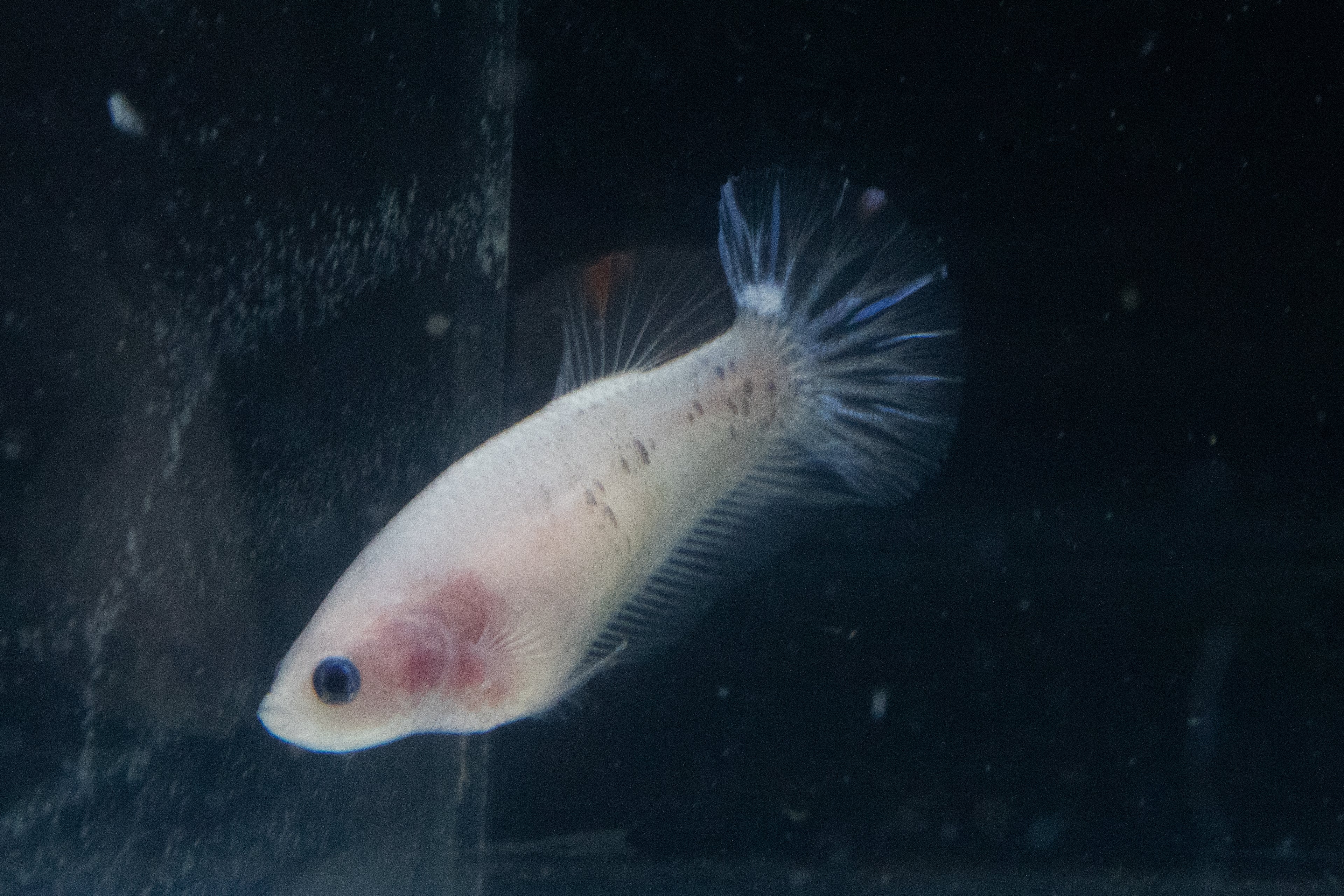 Marble Female Betta, Cellophane/Marble