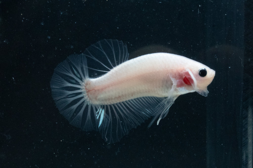 CELLOPHANE / WHITE / PINK | HMPK HALFMOON PLAKAT MALE BETTA FISH | PREMIUM GRADE BREEDER QUALITY | USA BRED