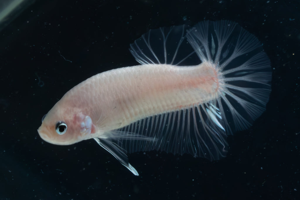 CELLOPHANE / WHITE / PINK | HMPK HALFMOON PLAKAT MALE BETTA FISH | PREMIUM GRADE BREEDER QUALITY | USA BRED