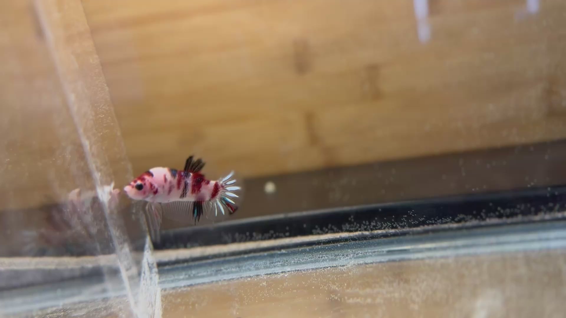 Breeder grade multicolored male galaxy koi Betta 17 weeks old