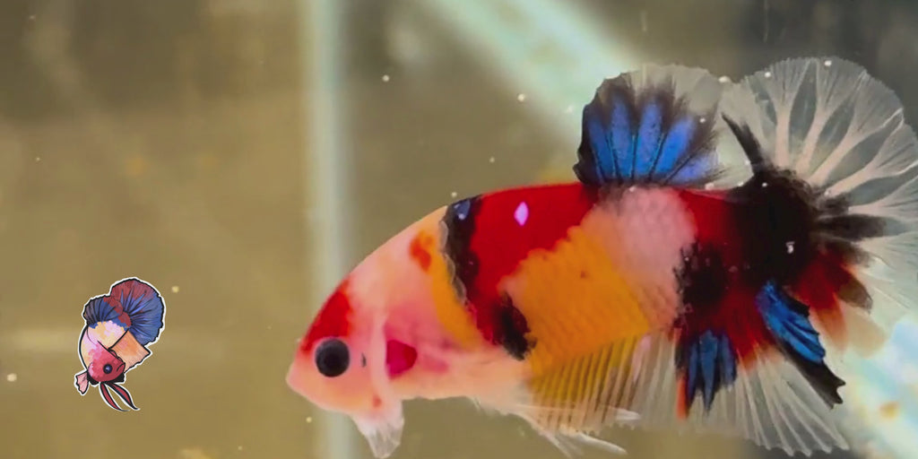 Multicolored Male HMPK Galaxy Koi Betta 17 Weeks old