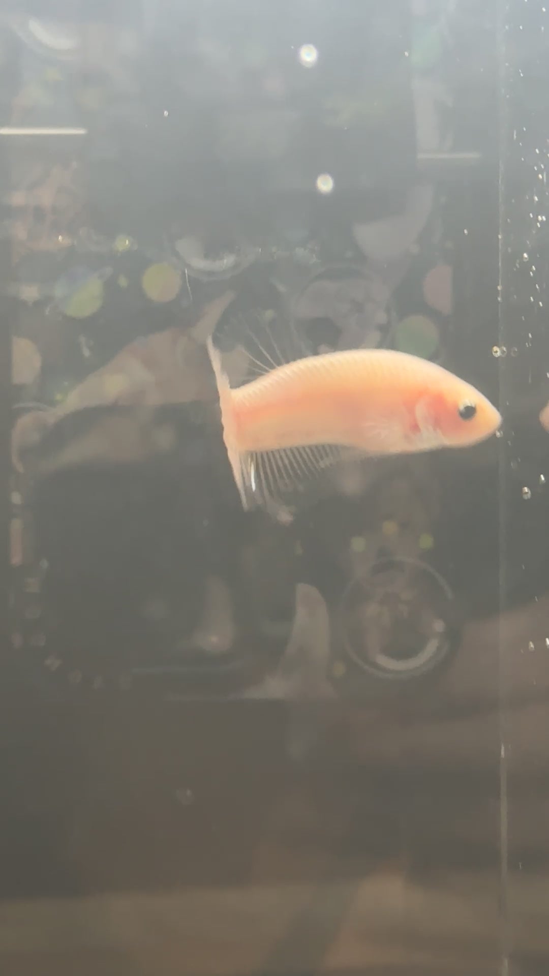CELLOPHANE / WHITE / PINK | HMPK HALFMOON PLAKAT MALE BETTA FISH | PREMIUM GRADE BREEDER QUALITY | USA BRED