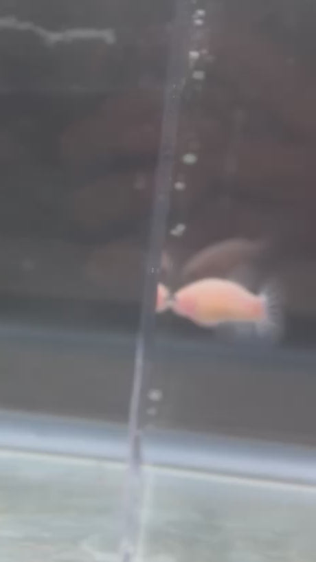 Marble Female Betta, Cellophane/Marble